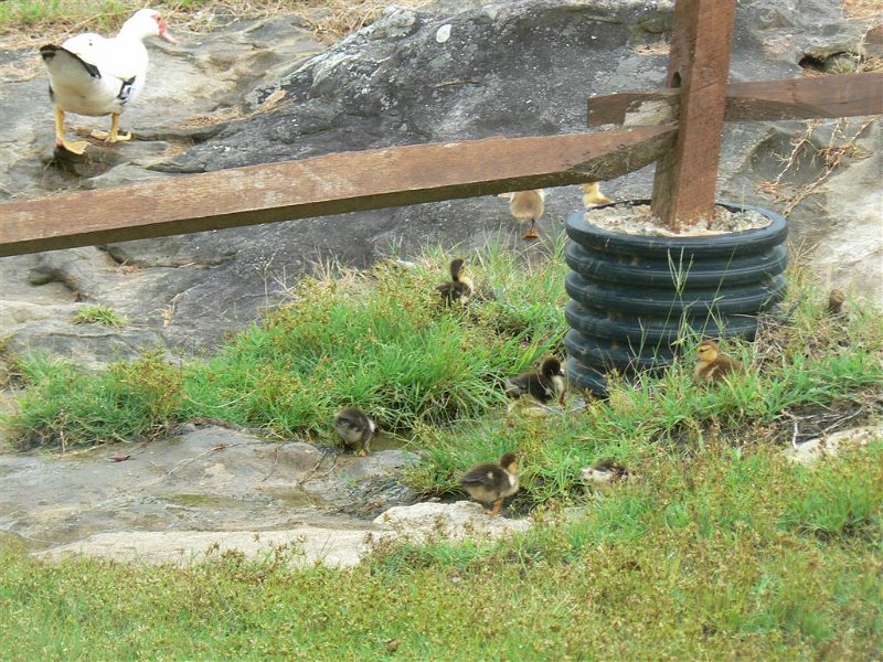 145-Mom & baby ducks.JPG